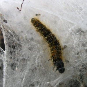 Small Eggar (Eriogaster lanestris)