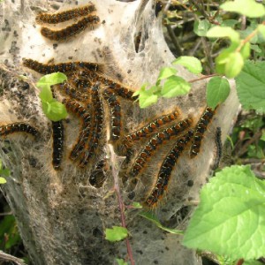 Small Eggar (Eriogaster lanestris)