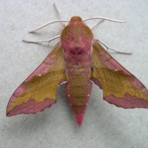 Small Elephant Hawk-moth (Deilephila porcellus)