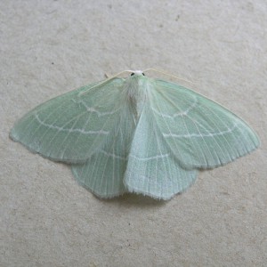 Small Emerald (Hemistola chrysoprasaria)