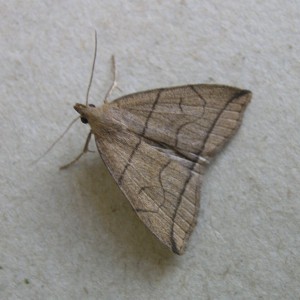 Small Fan-foot (Herminia grisealis)