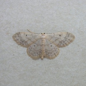 Small Fan-footed Wave (Idaea biselata)