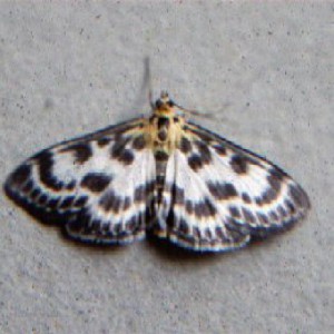 Small Magpie (Anania hortulata)