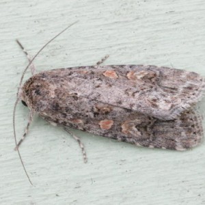 Small Mottled Willow (Spodoptera exigua)
