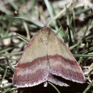 Small Purple-barred (Phytometra viridaria)