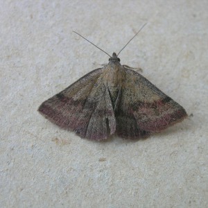 Small Purple-barred (Phytometra viridaria)