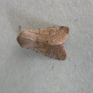 Small Quaker (Orthosia cruda)