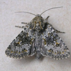 Small Ranunculus (Hecatera dysodea)