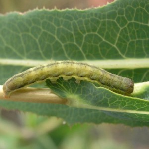 Small Ranunculus (Hecatera dysodea)