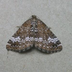 Small Rivulet (Perizoma alchemillata)