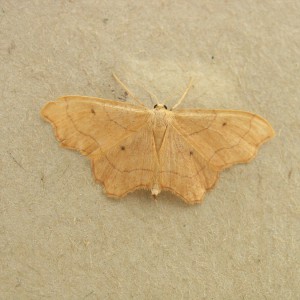 Small Scallop (Idaea emarginata)