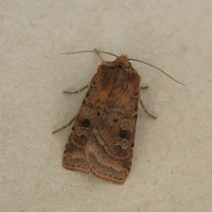 Small Square-spot (Diarsia rubi)