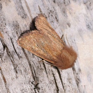 Small Wainscot (Denticucullus pygmina)