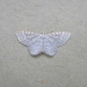 Small White Wave (Asthena albulata)