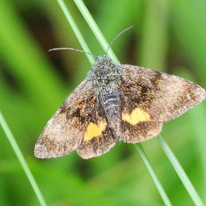 Small Yellow Underwing (Panemeria tenebrata)