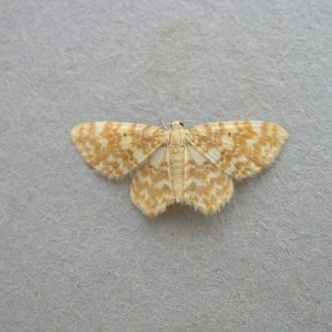 Small Yellow Wave (Hydrelia flammeolaria)