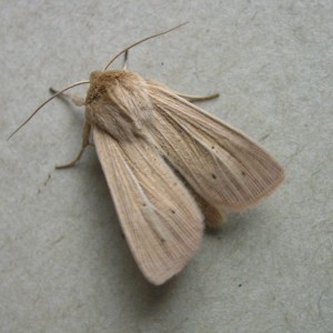 Smoky Wainscot (Mythimna impura)