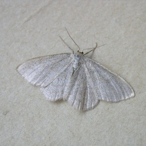 Smoky Wave (Scopula ternata)