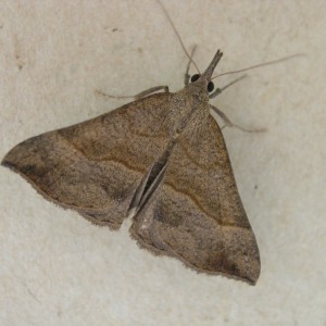 The Snout (Hypena proboscidalis)