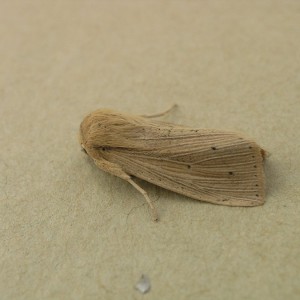 Southern Wainscot (Mythimna straminea)