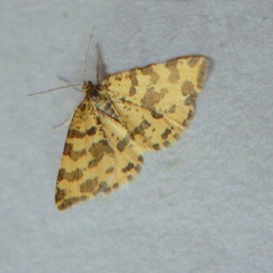 Speckled Yellow (Pseudopanthera macularia)