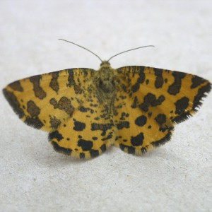 Speckled Yellow (Pseudopanthera macularia)