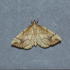 The Spinach (Eulithis mellinata)