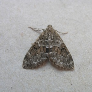 Spruce Carpet (Thera britannica)