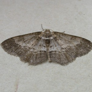 Square Spot (Paradarisa consonaria)