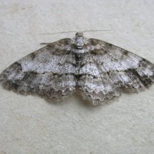 Square Spot (Paradarisa consonaria)