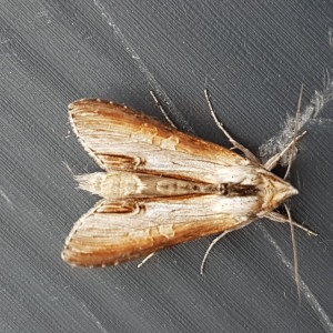 Star-wort (Cucullia asteris)