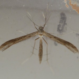 (Stenoptilia zophodactylus)