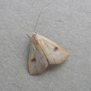 Straw Dot (Rivula sericealis)