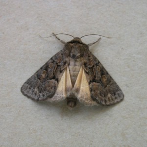 Straw Underwing (Thalpophila matura)