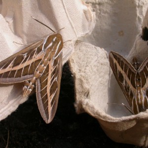 Striped Hawk-moth (Hyles livornica)