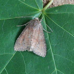 The Suspected (Parastichtis suspecta)