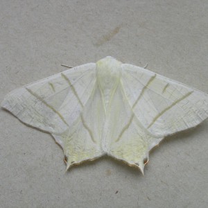 Swallow-tailed Moth (Ourapteryx sambucaria)