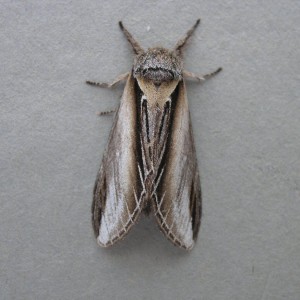 Swallow Prominent (Pheosia tremula)