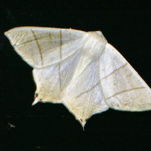 Swallow-tailed Moth (Ourapteryx sambucaria)