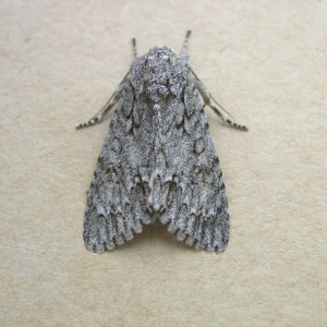 The Sycamore (Acronicta aceris)