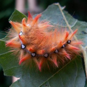 The Sycamore (Acronicta aceris)