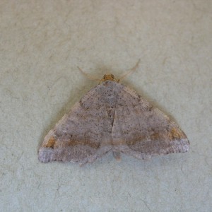 Tawny-barred Angle (Macaria liturata)