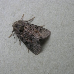 Tawny Marbled Minor ()Oligia latruncula