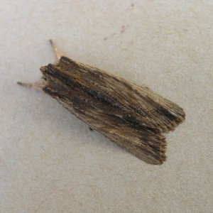 Tawny Pinion (Lithophane semibrunnea)