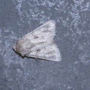 Tawny Shears (Hadena perplexa)