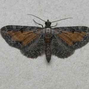 Tawny Speckled Pug (Eupithecia icterata)