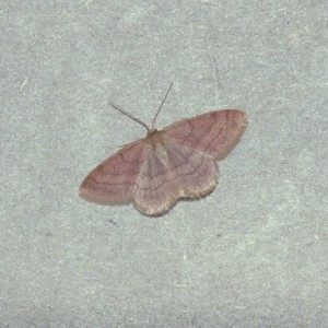 Tawny Wave (Scopula rubiginata)