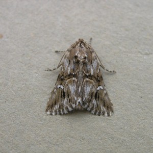 Toadflax Brocade (Calophasia lunula)