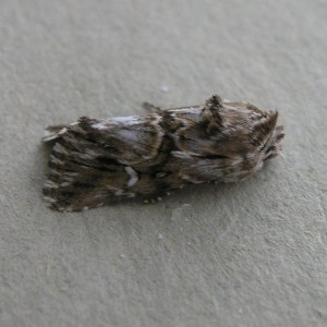 Toadflax Brocade (Calophasia lunula)