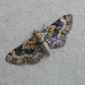 Toadflax Pug (Eupithecia linariata)